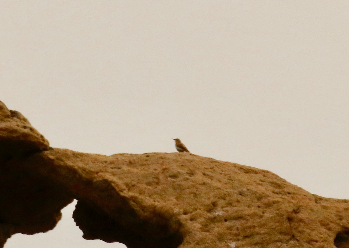 Rock Wren - ML166283231