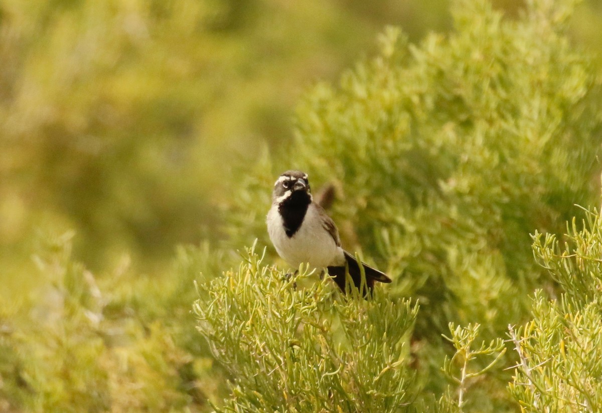 Black-throated Sparrow - ML166283651