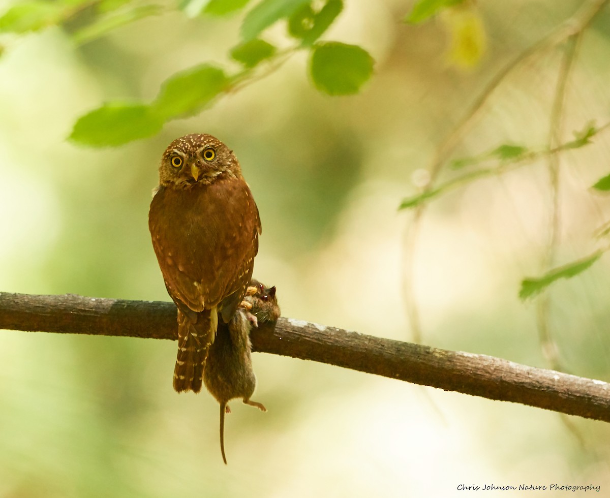 Northern Pygmy-Owl - ML166285071