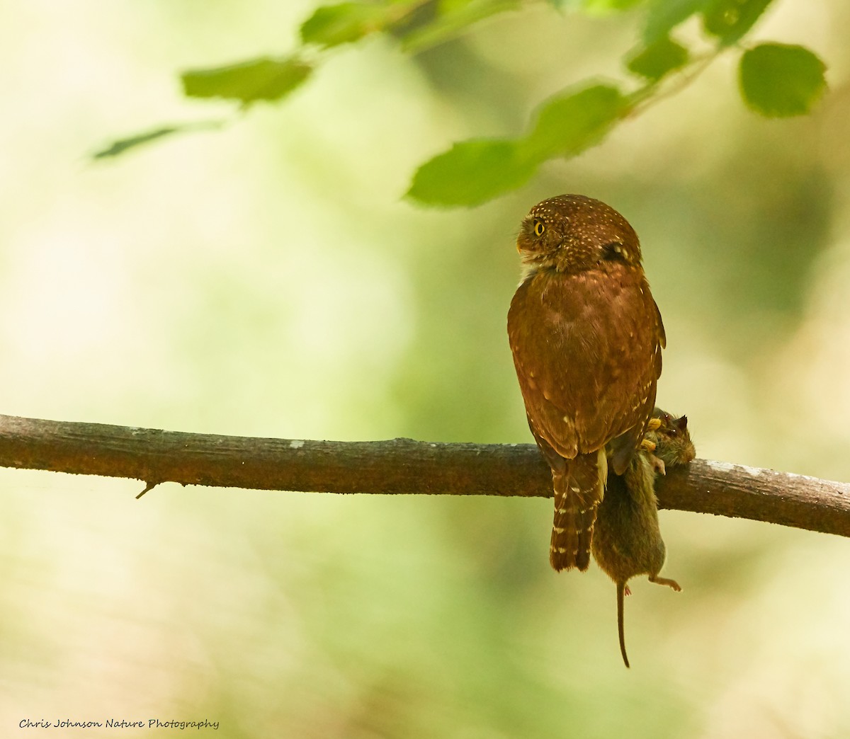 Northern Pygmy-Owl - ML166285081