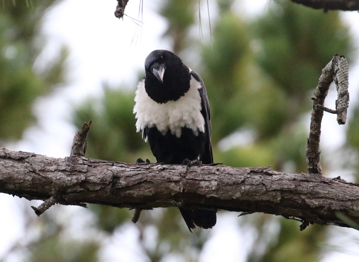 Pied Crow - ML166285311