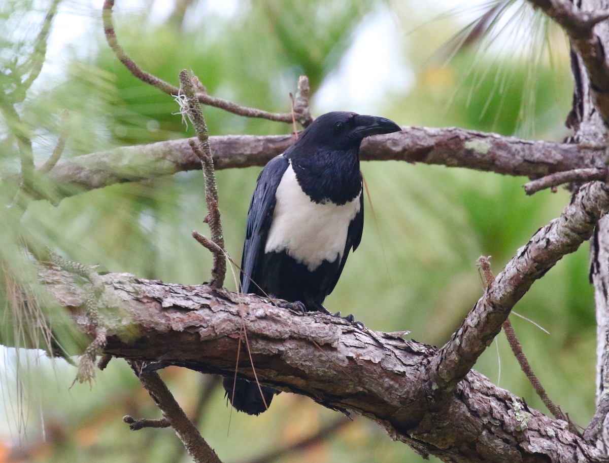 Pied Crow - ML166285321