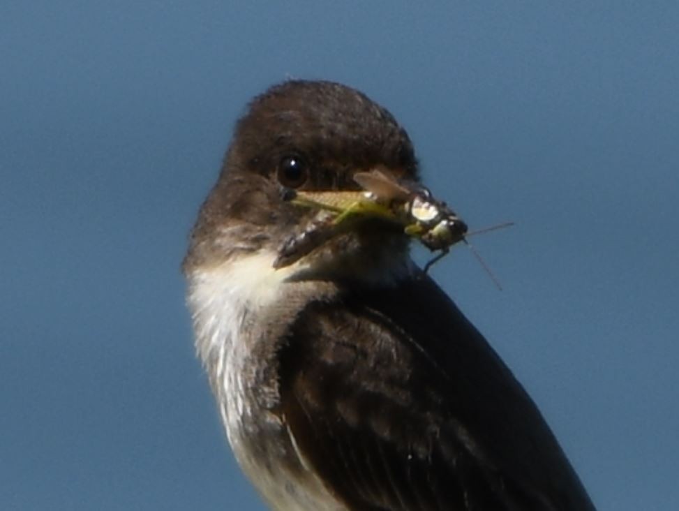 Светлобрюхий фиби - ML166287221