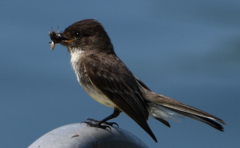 Светлобрюхий фиби - ML166287231