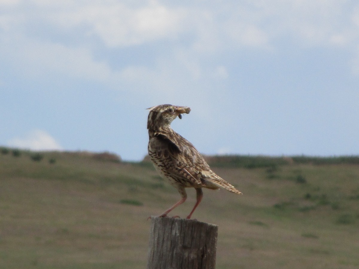 Western Meadowlark - ML166287851