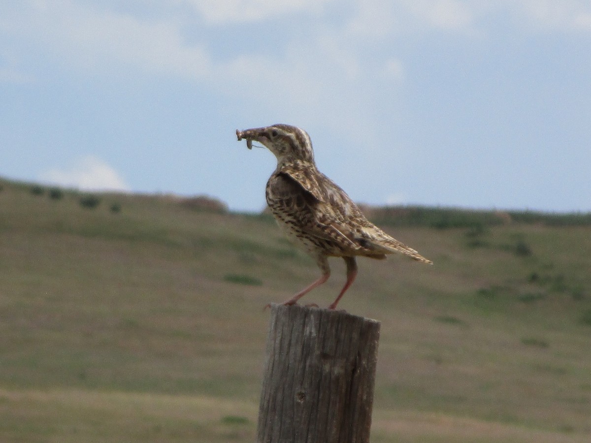 Western Meadowlark - ML166287901