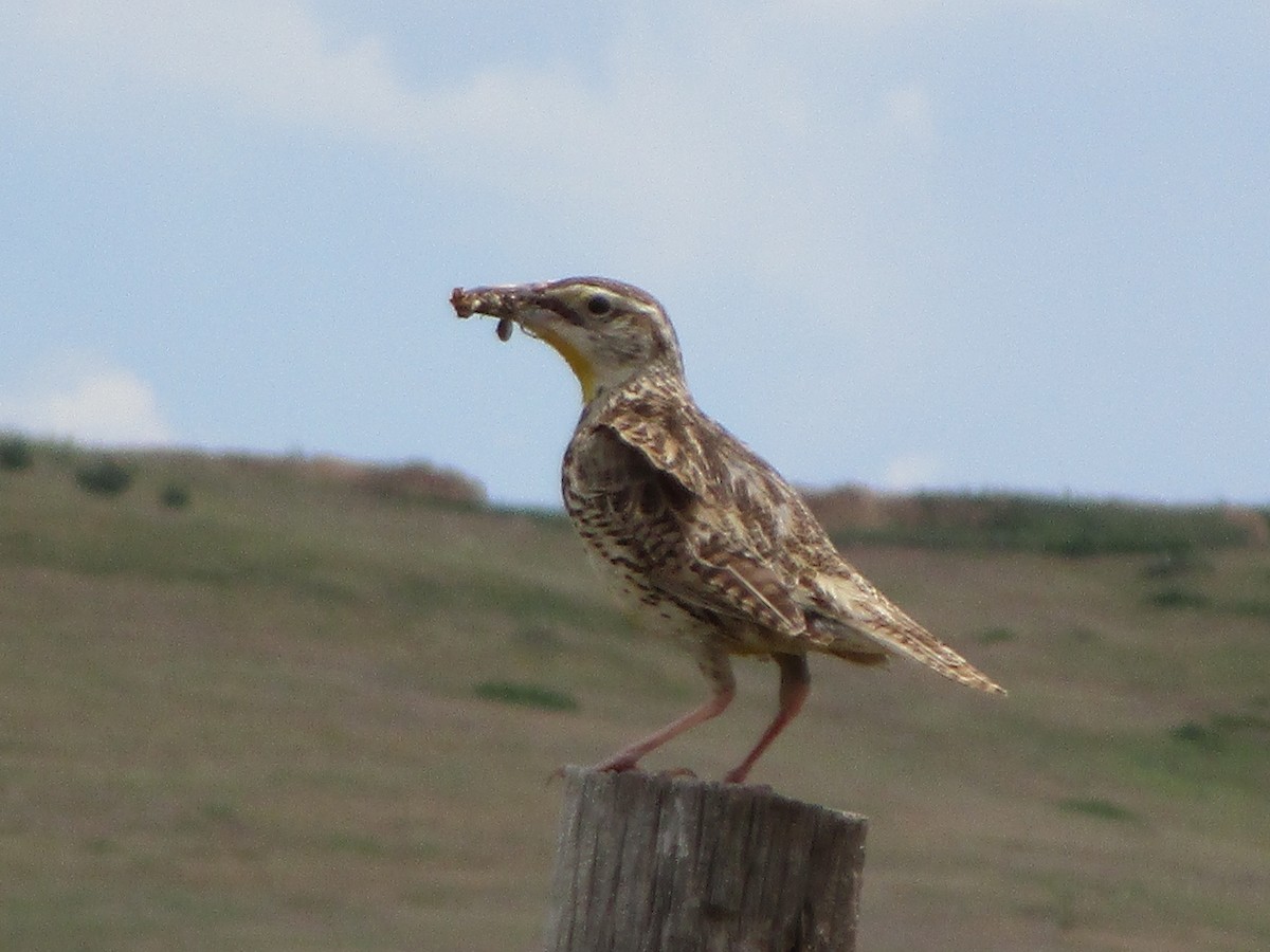 Western Meadowlark - ML166287911
