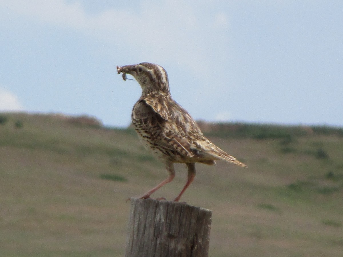 Western Meadowlark - ML166287951