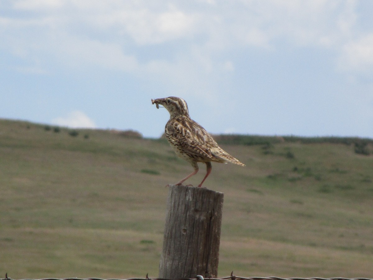Western Meadowlark - ML166288061