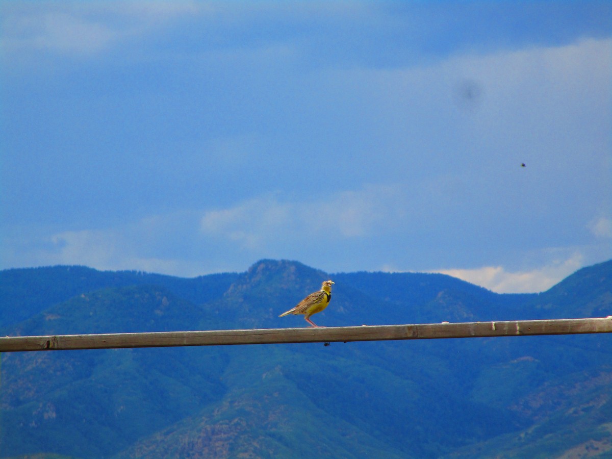Western Meadowlark - ML166288201