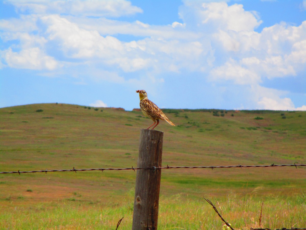 Western Meadowlark - ML166288301