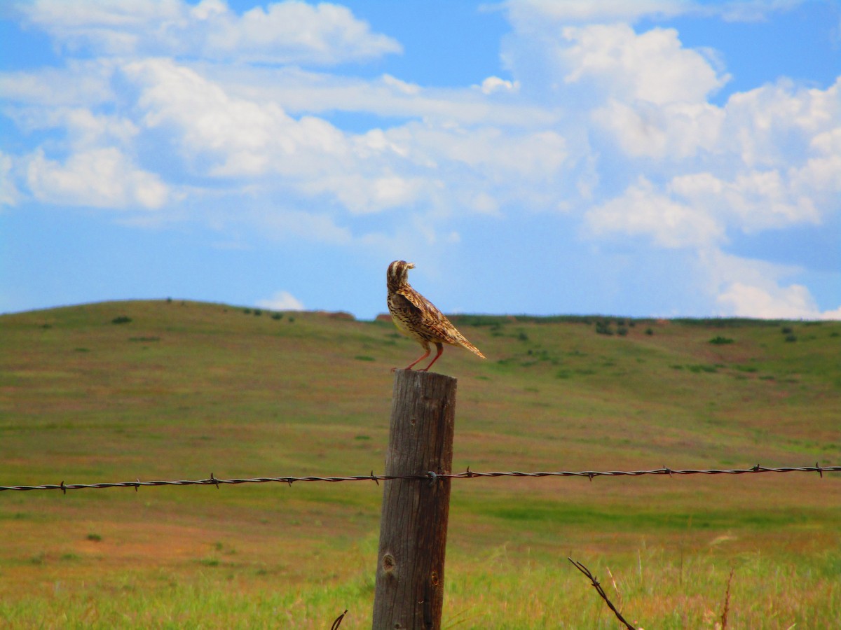 Western Meadowlark - ML166288311