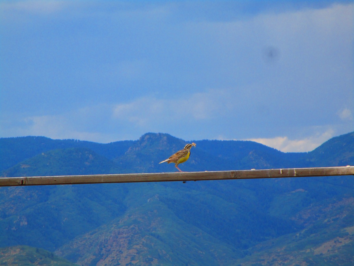 Western Meadowlark - ML166288331