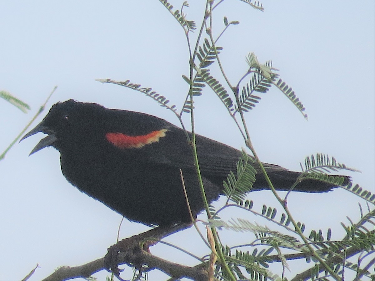 Red-winged Blackbird - ML166290361