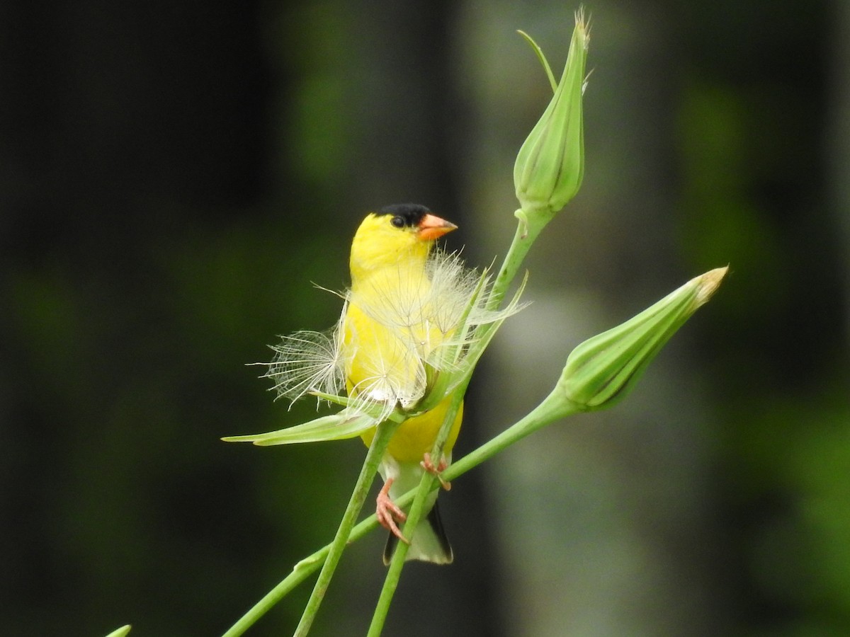 American Goldfinch - Jean W. Côté