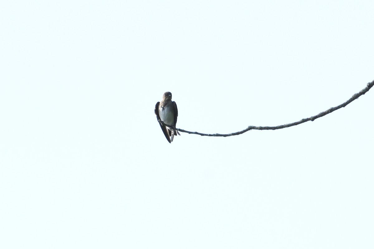 Northern Rough-winged Swallow - ML166294941