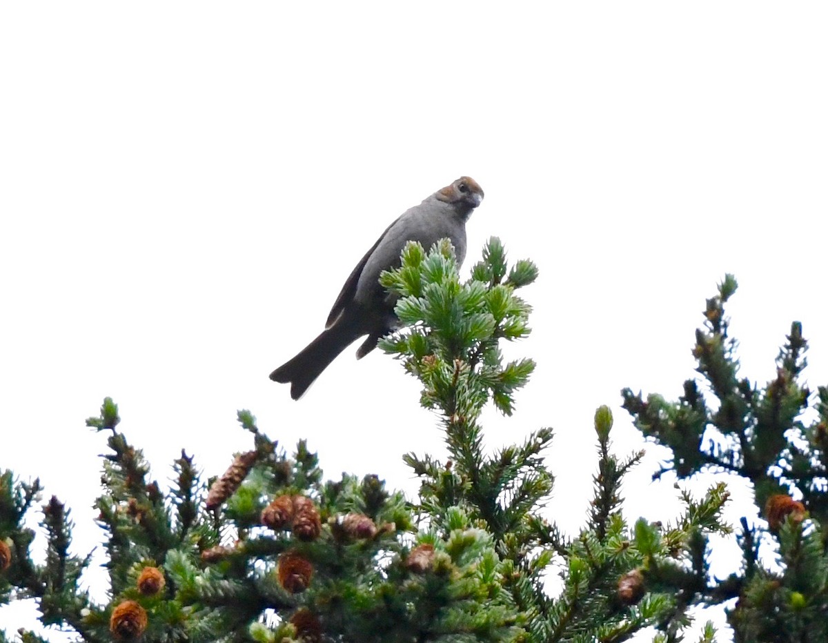 Pine Grosbeak - Adam Dudley