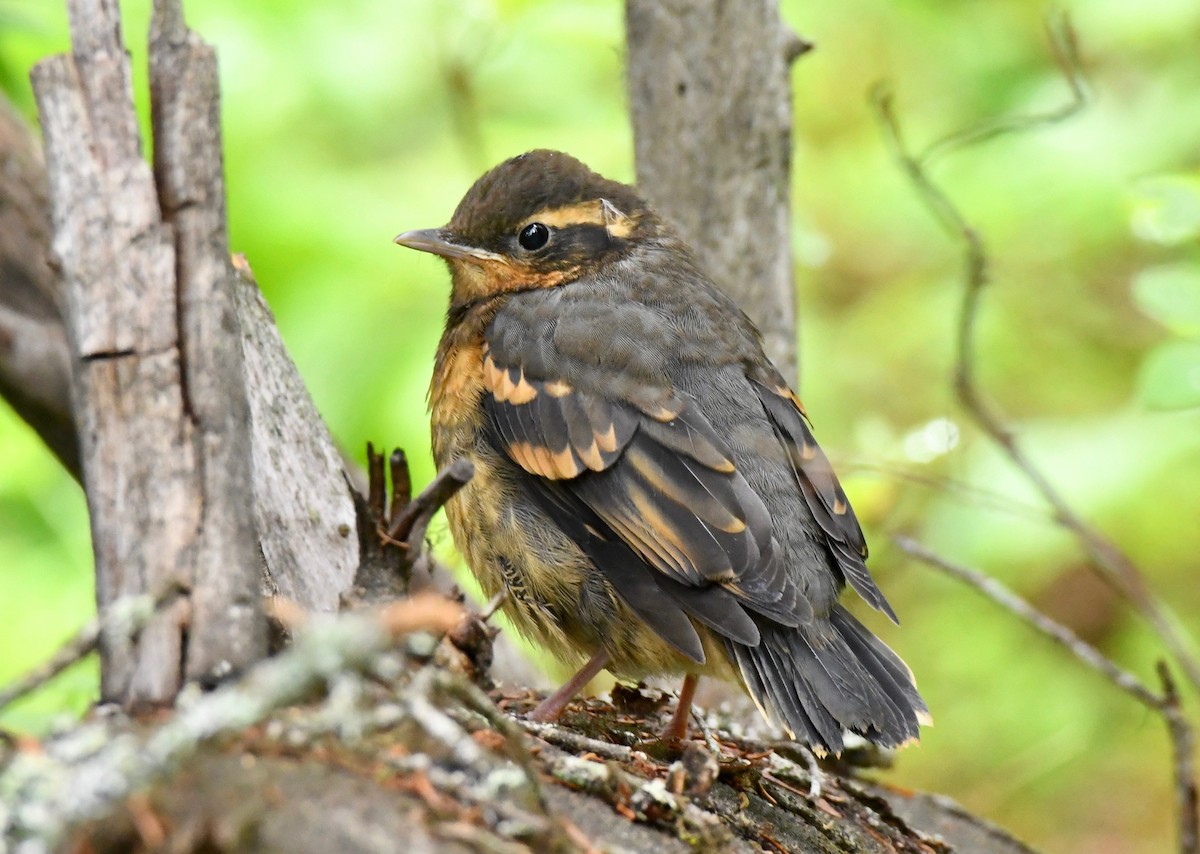 Varied Thrush - ML166297141