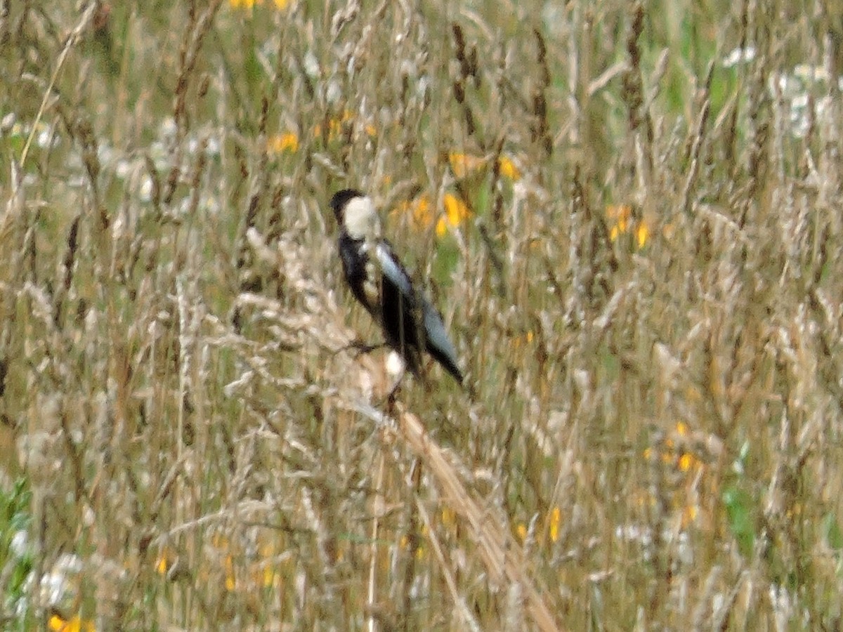 Bobolink - Walter Shook