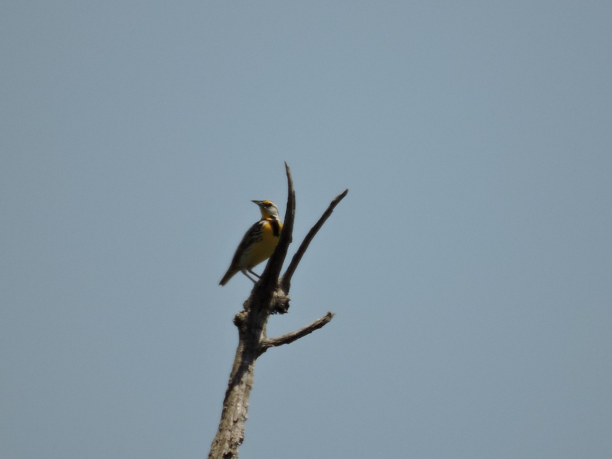 Eastern Meadowlark - ML166298171