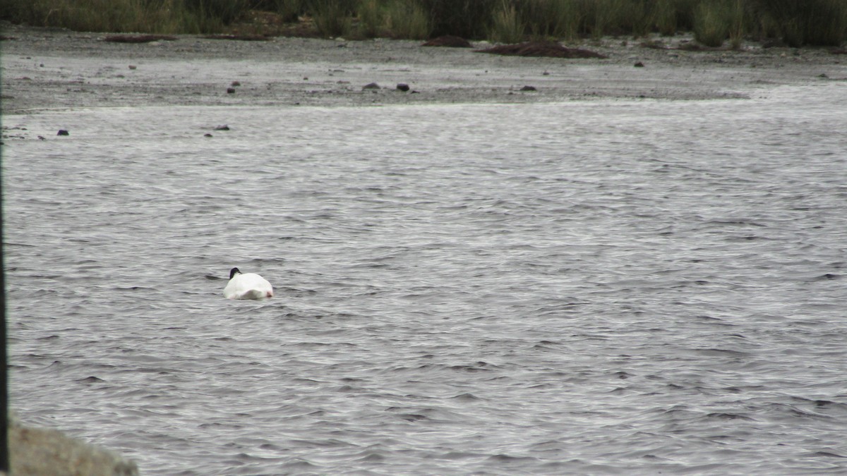 Black-necked Swan - ML166300901