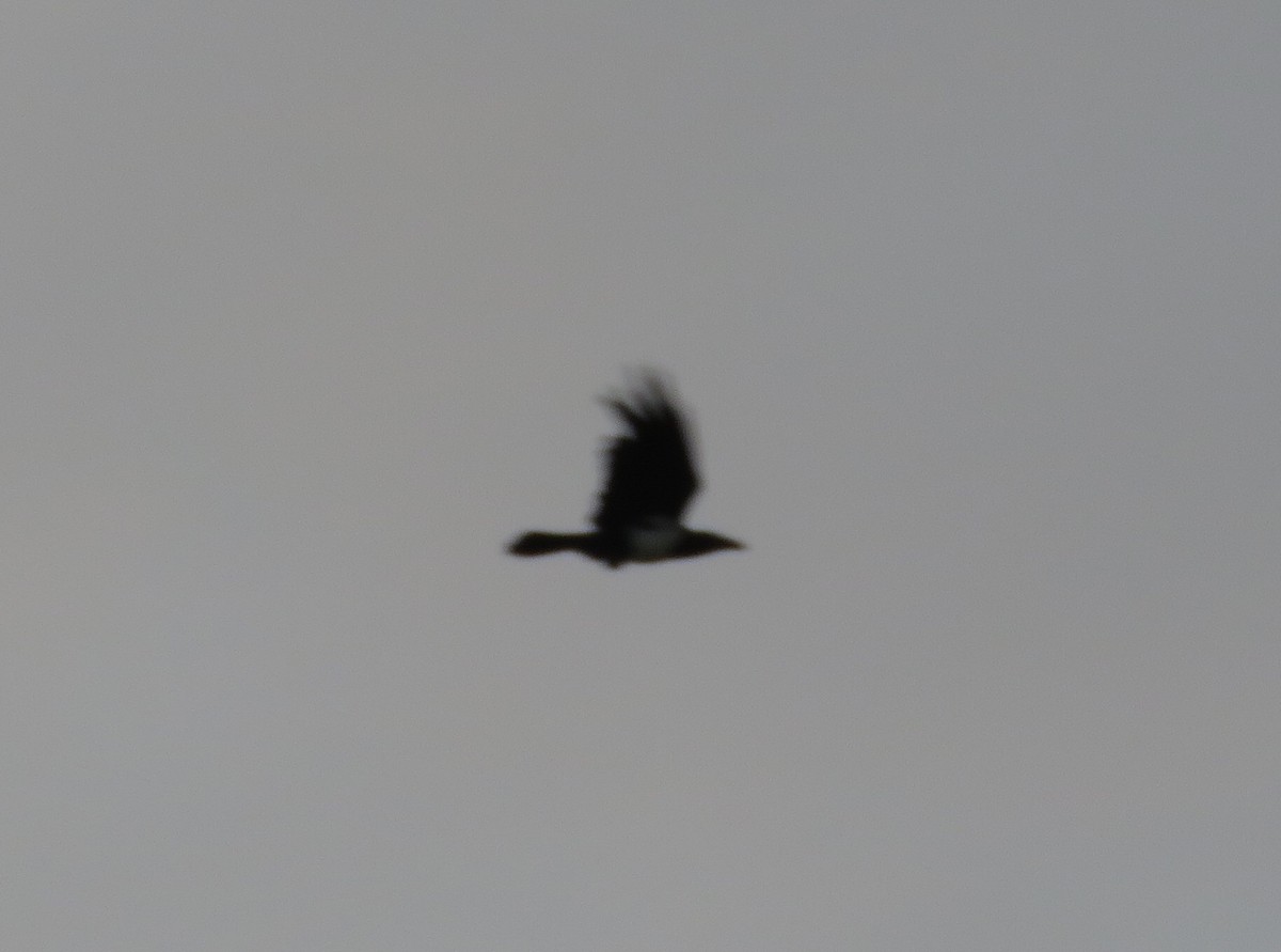 Pied Crow - ML166301021