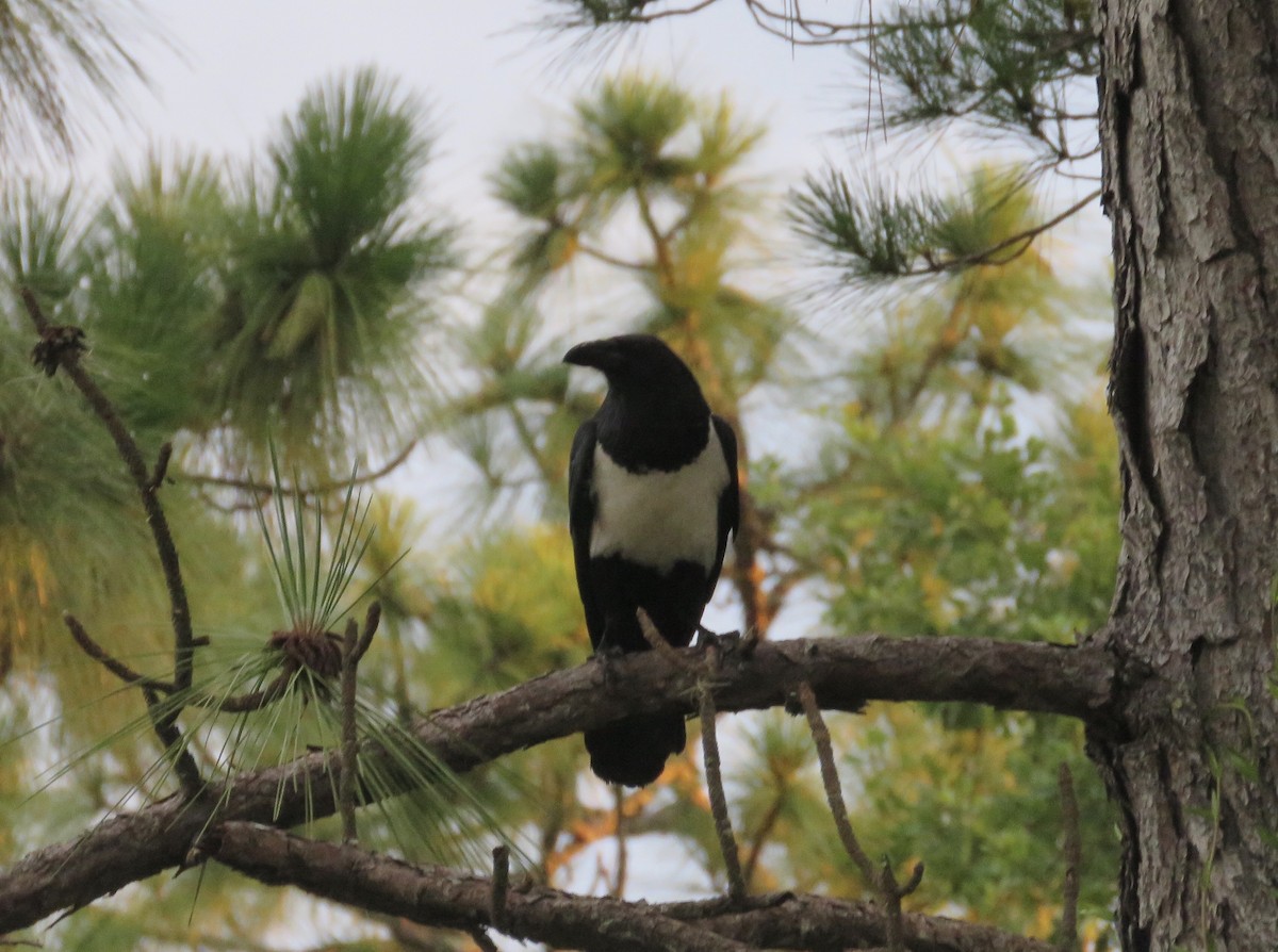 Pied Crow - ML166301051