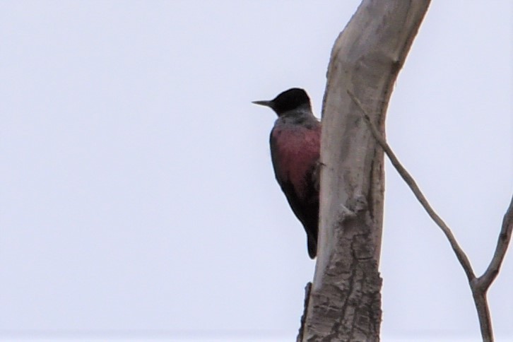 Lewis's Woodpecker - ML166302291