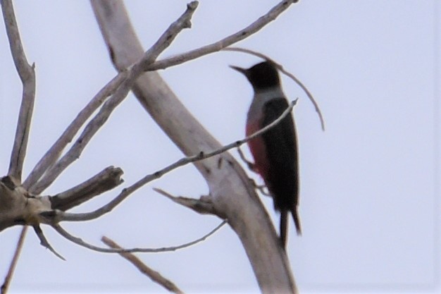 Lewis's Woodpecker - ML166302421