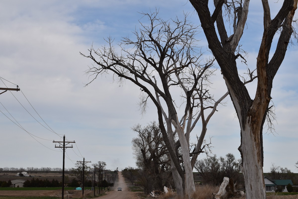 Lewis's Woodpecker - ML166302491