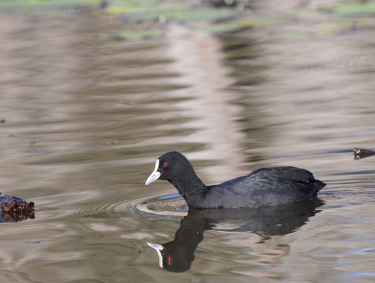 Eurasian Coot - Geoff Dennis