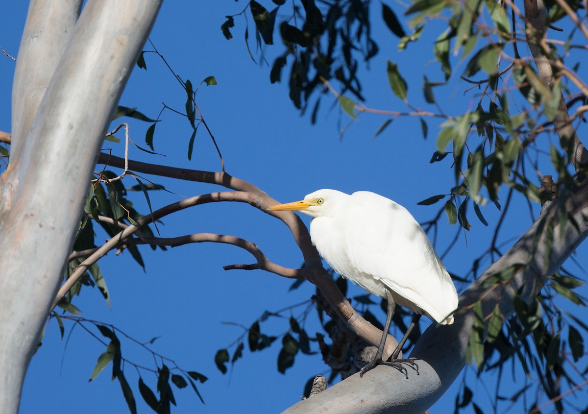 Plumed Egret - ML166304171