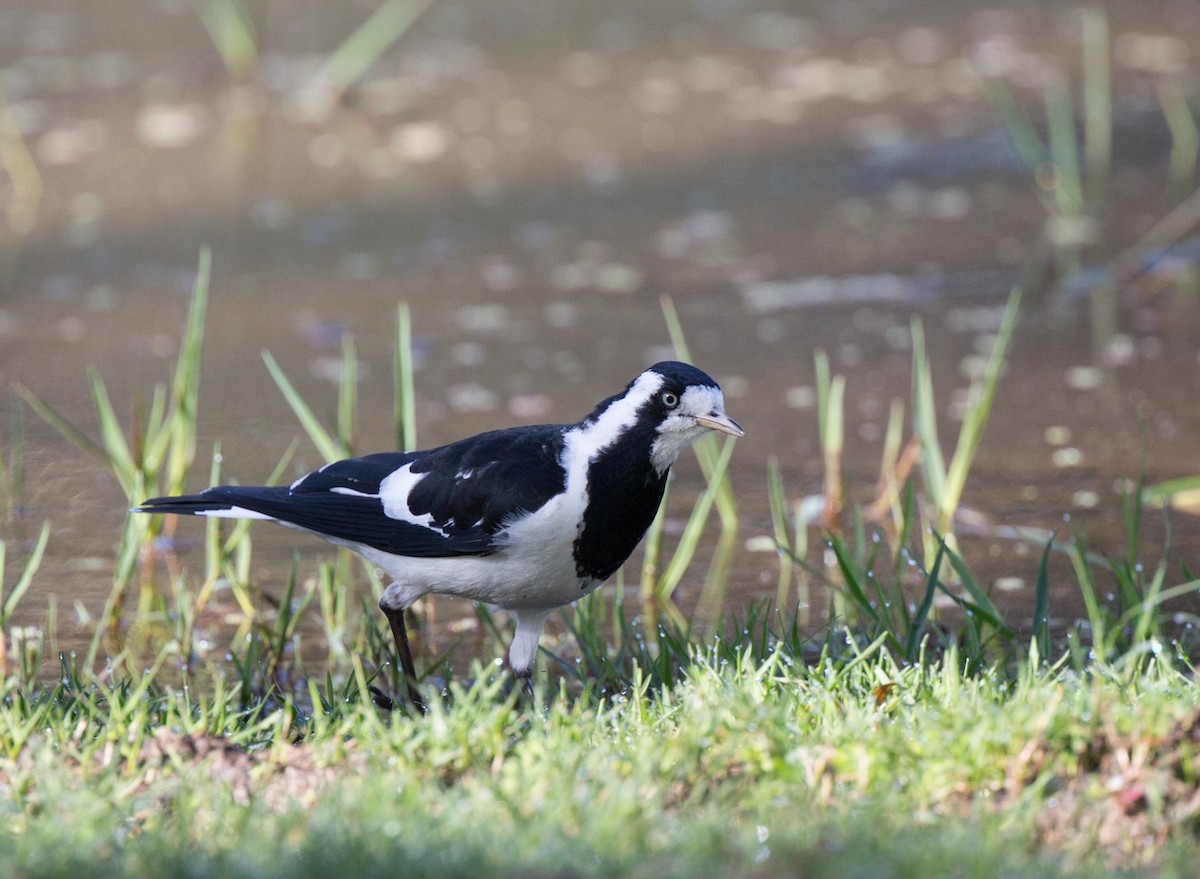 Magpie-lark - Geoff Dennis