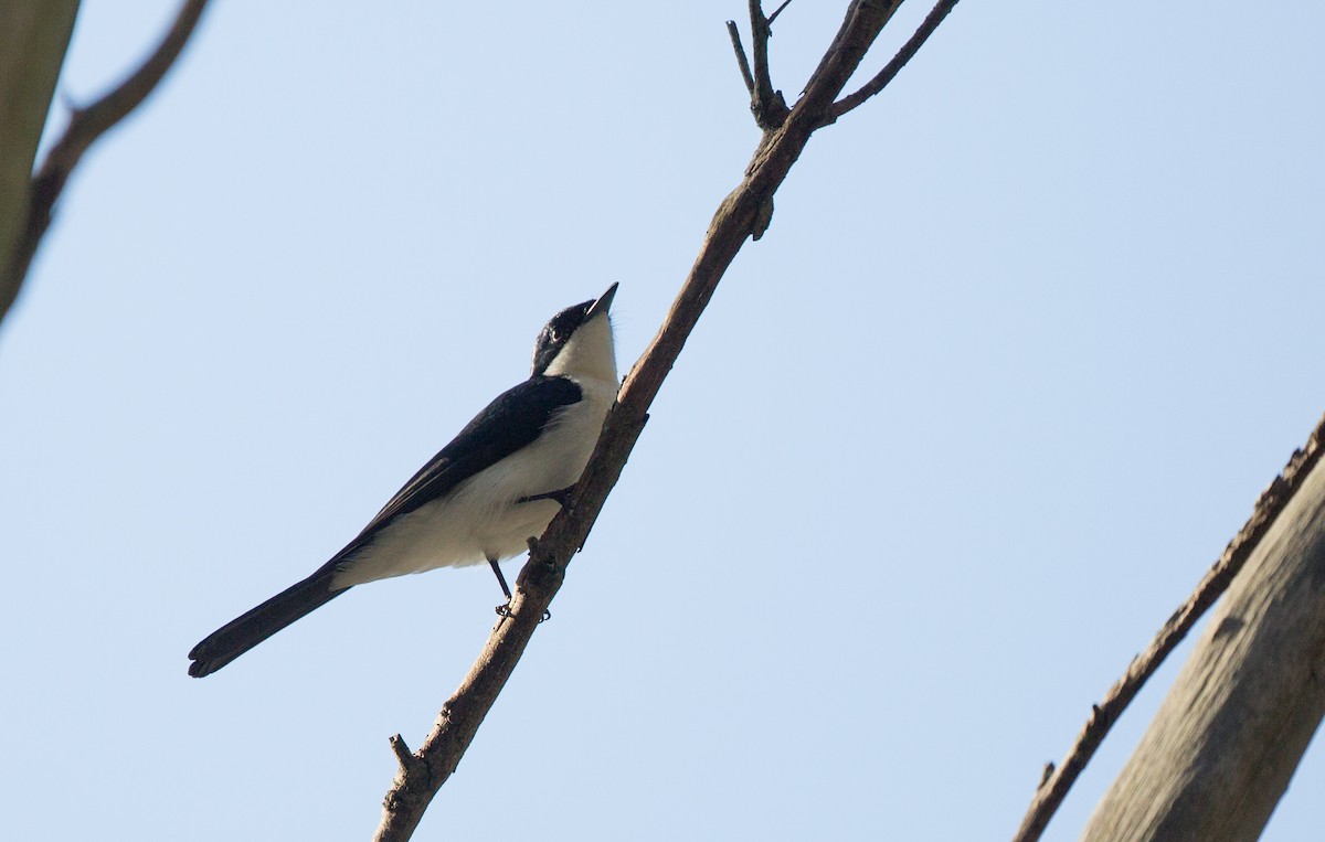 Restless Flycatcher - Geoff Dennis