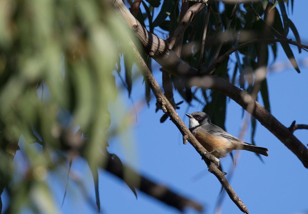 Rufous Whistler - Geoff Dennis