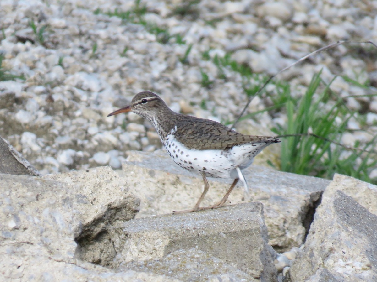 Spotted Sandpiper - ML166308481