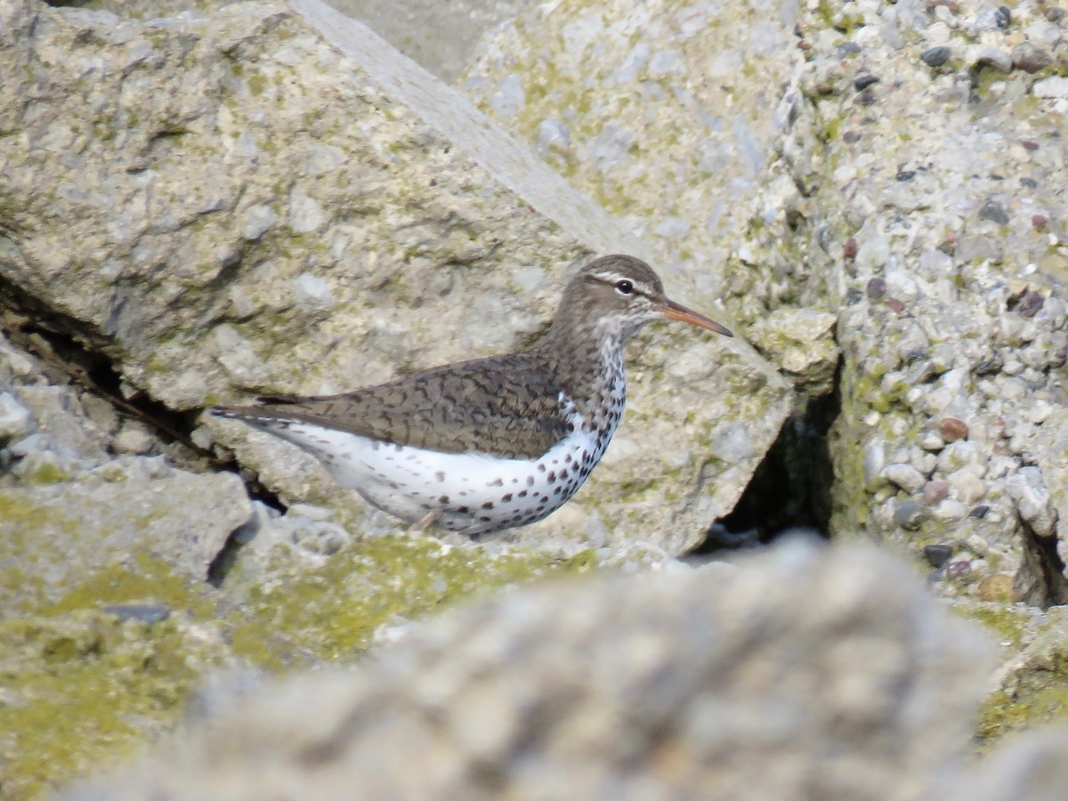 Spotted Sandpiper - ML166308491