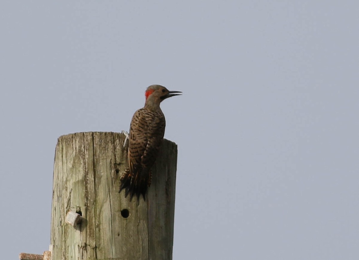 Northern Flicker - ML166309921