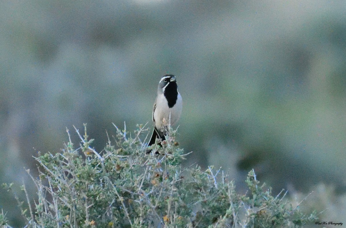 Bruant à gorge noire - ML166310591