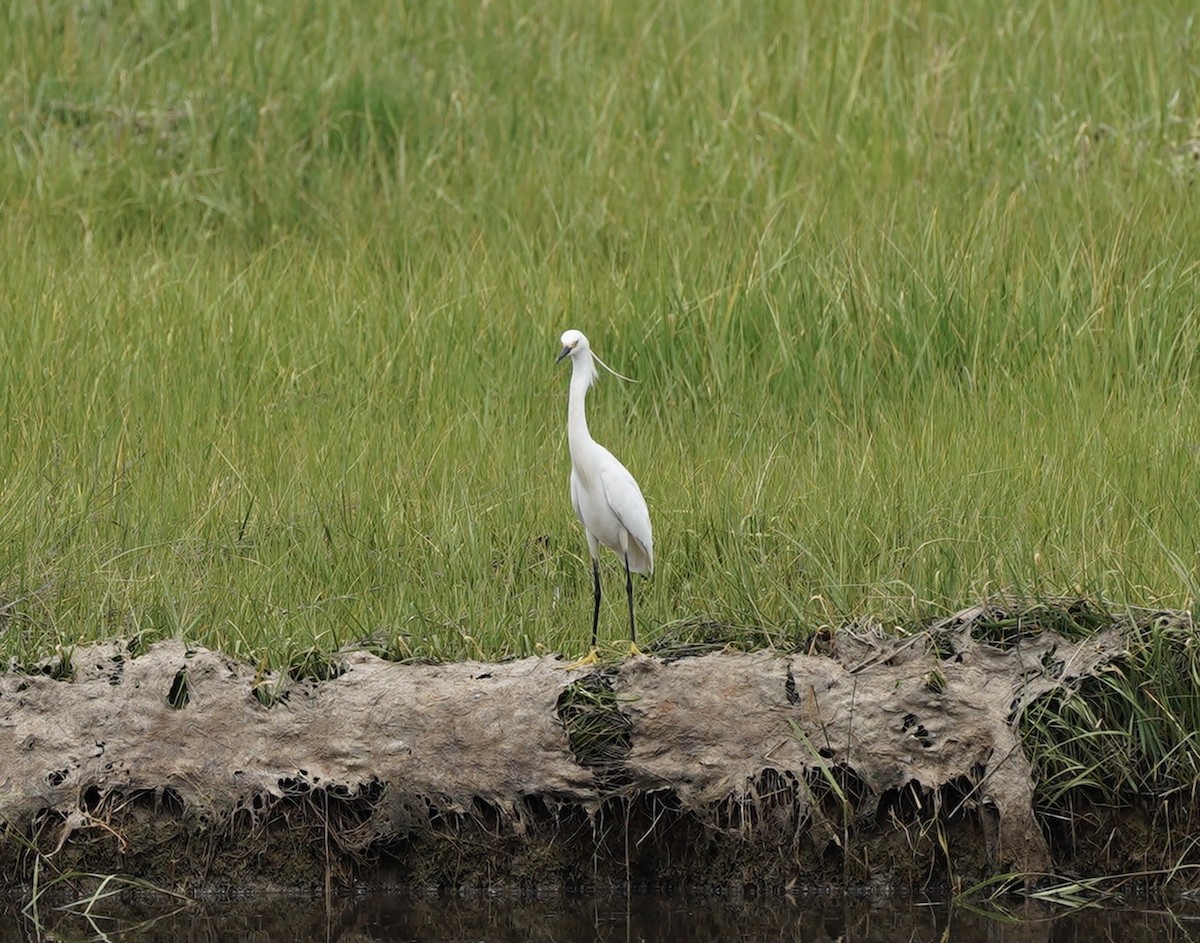 Snowy x Little Egret (hybrid) - Christian Hagenlocher
