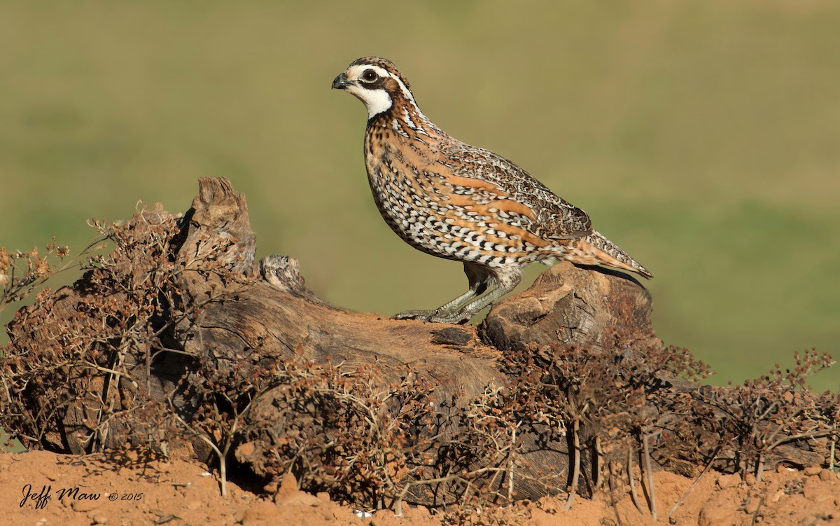 Northern Bobwhite - Jeff Maw