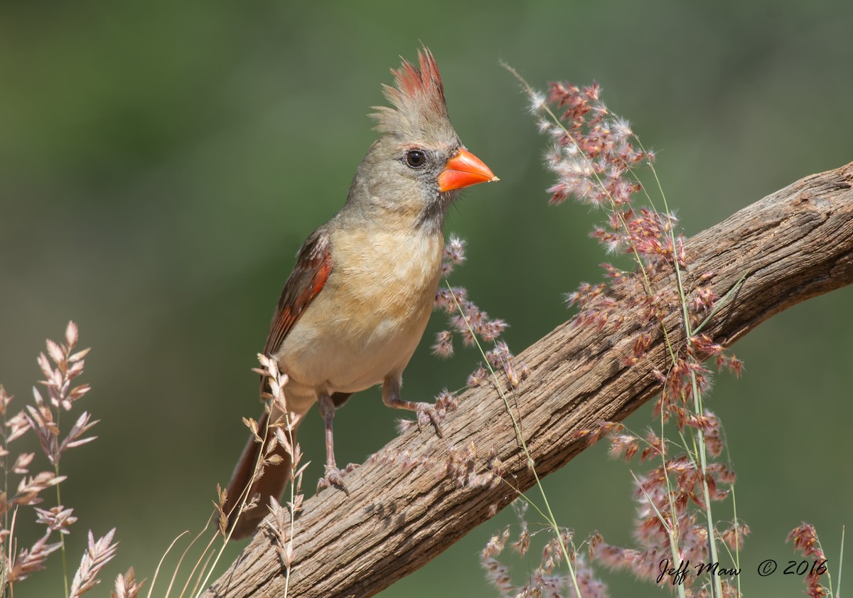 Northern Cardinal - ML166312521