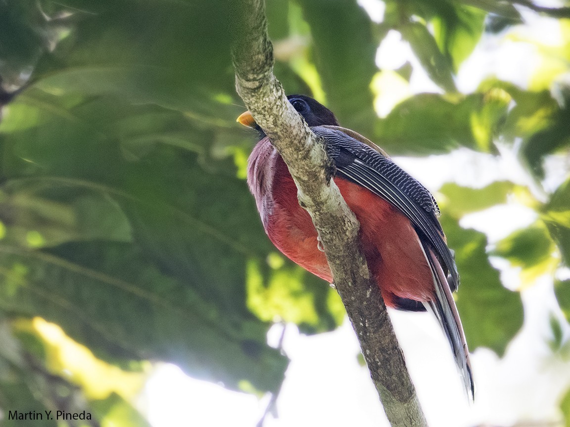 rosenbrysttrogon - ML166313271