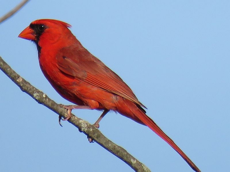 Northern Cardinal - ML166313571