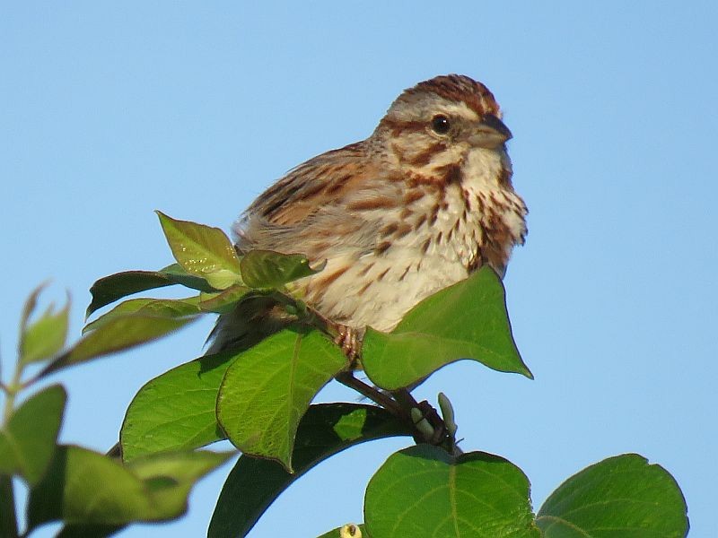 Song Sparrow - ML166313651