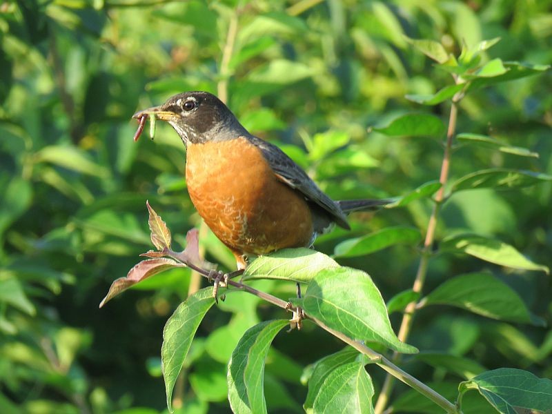 American Robin - ML166313821