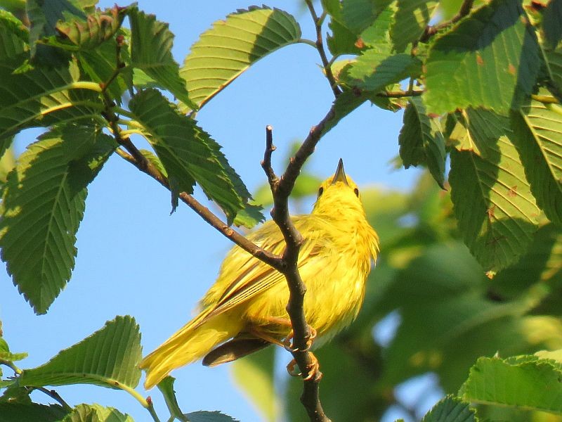 Yellow Warbler - ML166313871