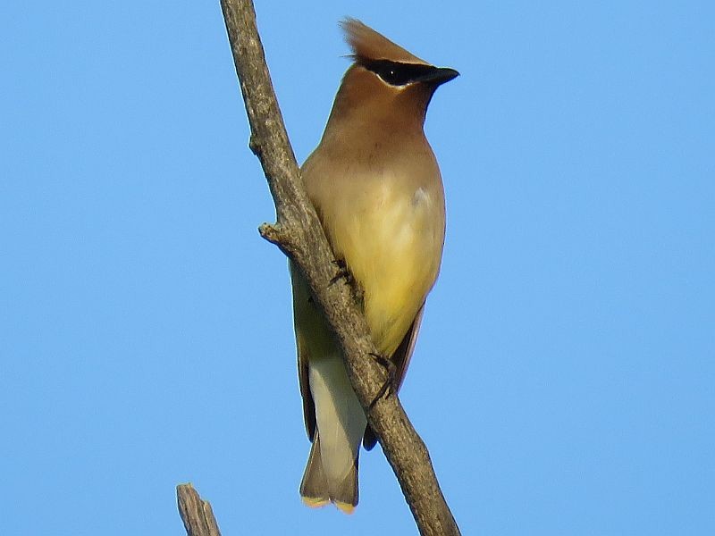 Cedar Waxwing - ML166313881