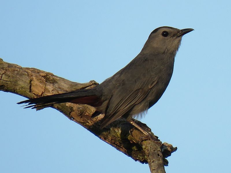 Pájaro Gato Gris - ML166313901