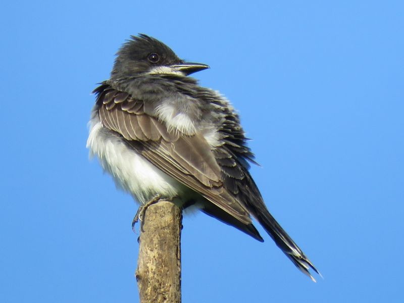 Eastern Kingbird - ML166313911